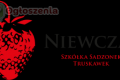 Sadzonki truskawek - hurt detal - Niewczas